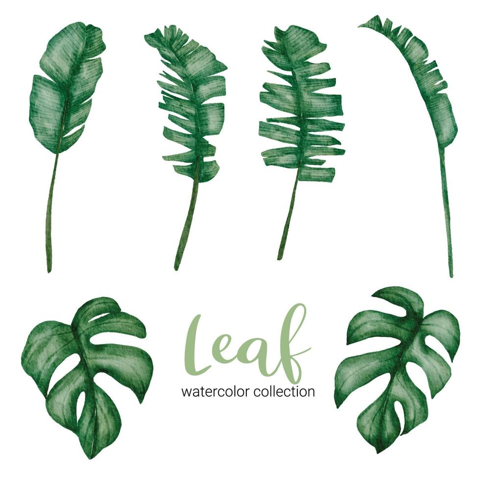 Set of Separate parts and bring together to beautiful leaf of plants in water colors vector