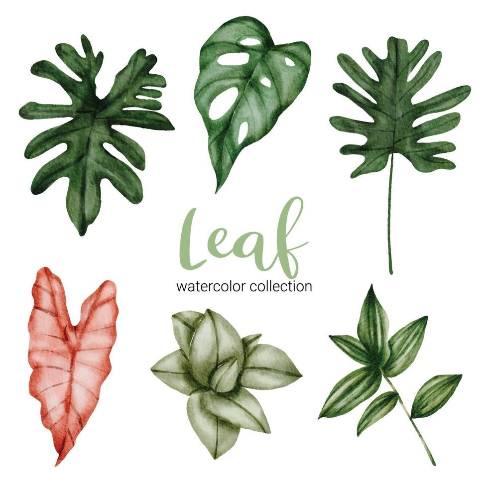 Set of beautiful separate parts leaf of plants in water colors vector