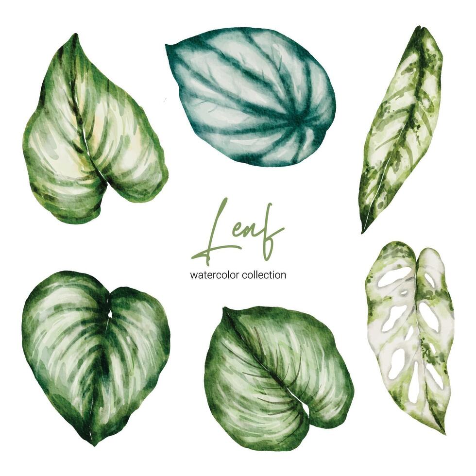 Set of beautiful separate parts leaf of plants in water colors vector