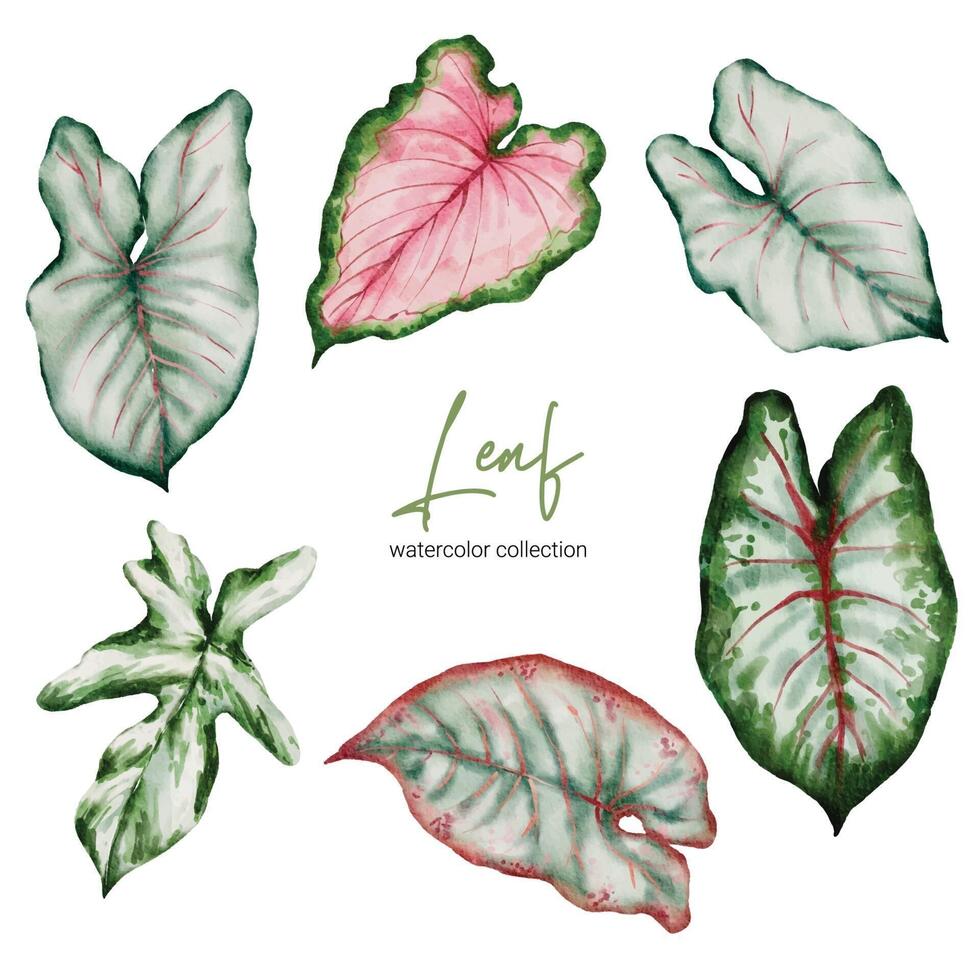 Set of beautiful separate parts leaf of plants in water colors vector