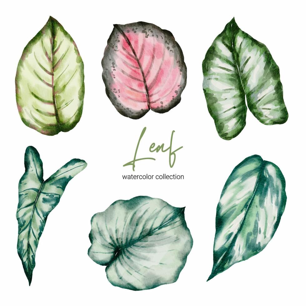 Set of Separate parts and bring together to beautiful leaf of monstera and caladium bicolor vector