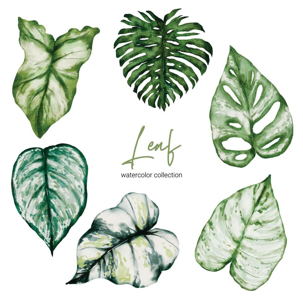 conjunto de partes separadas y reunidas en una hermosa hoja de monstera y caladium bicolor vector