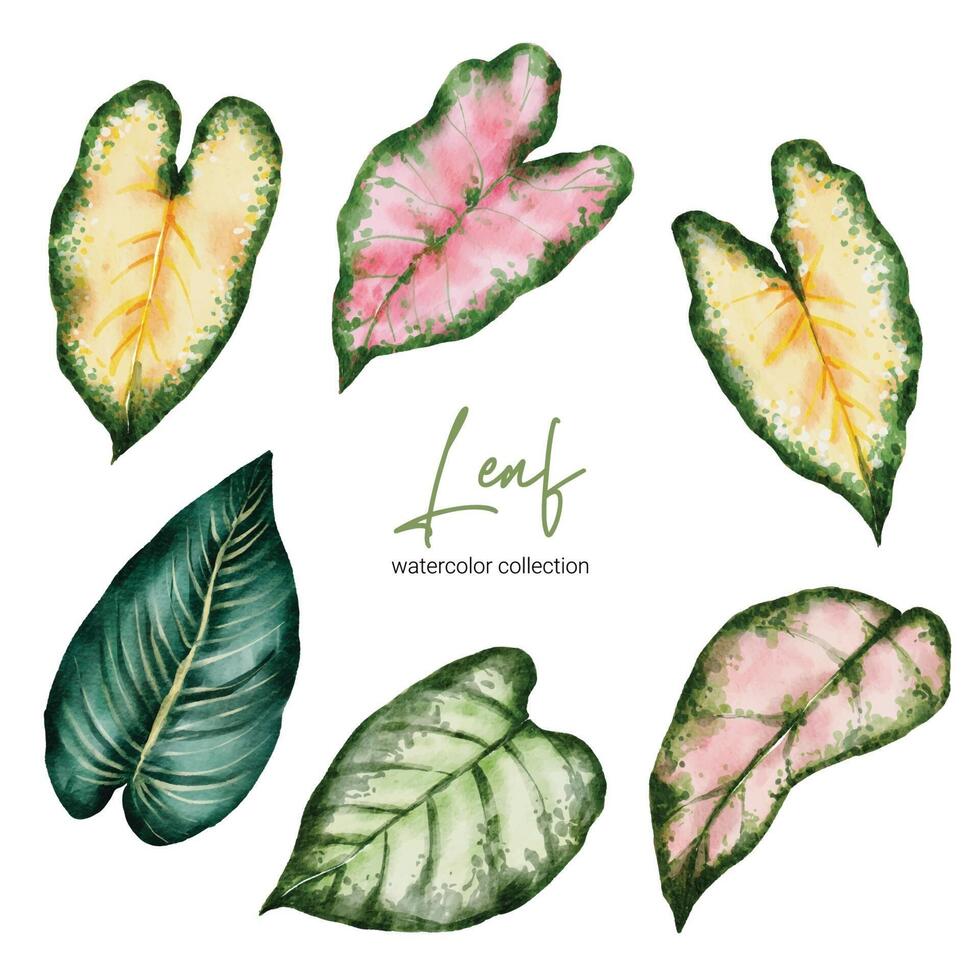Set of beautiful separate parts leaf of plants in water colors vector