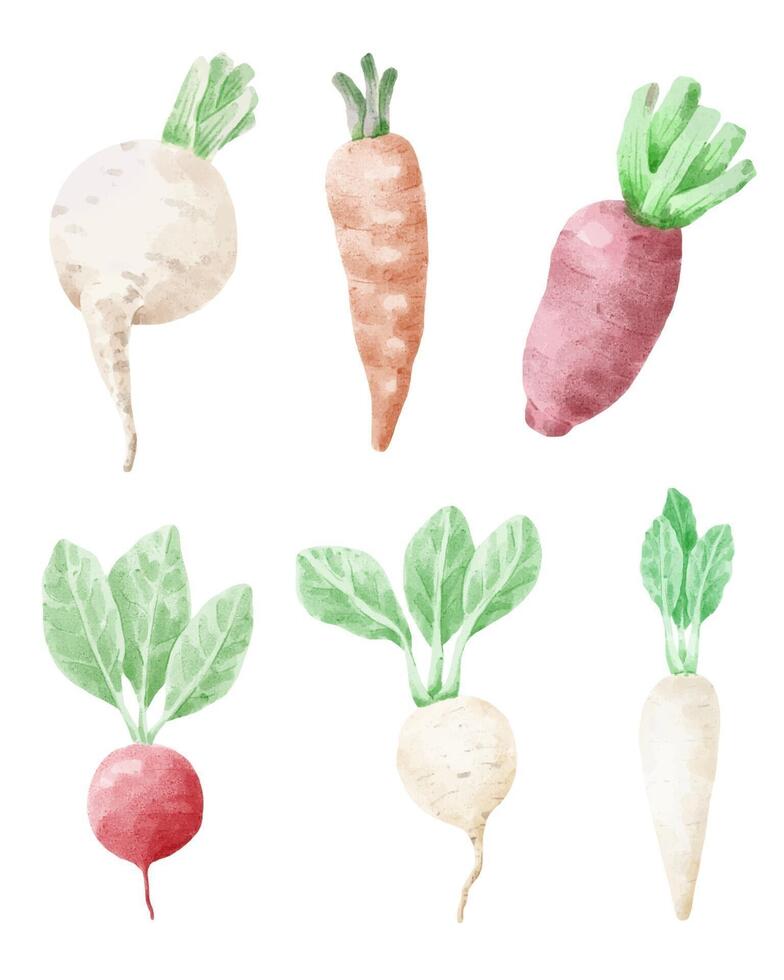 Ilustración de vector de dibujos animados vegetales de carot y remolacha aislado en estilo acuarela