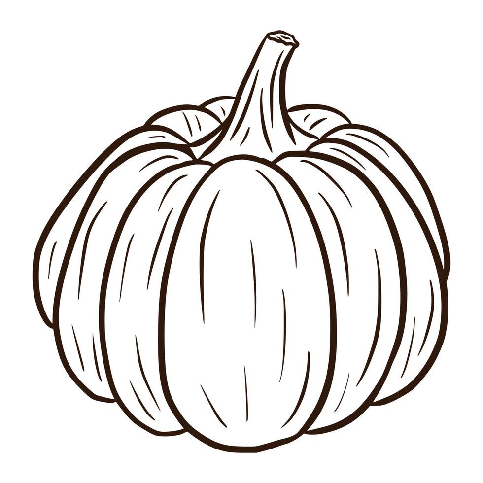 Line Art Ripe Gourd Illustration. Winter Squash Icon. Hand drawn pumpkin sketch. Element for autumn decorative design, halloween invitation, harvest, sticker, print, logo, menu, recipe vector
