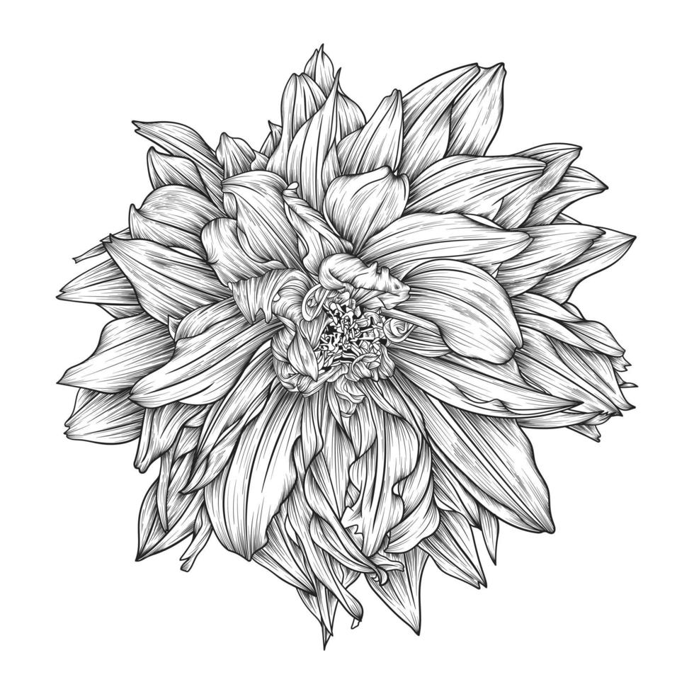 Ilustración de dibujo de flor de dalia dibujada a mano aislada sobre fondo blanco vector