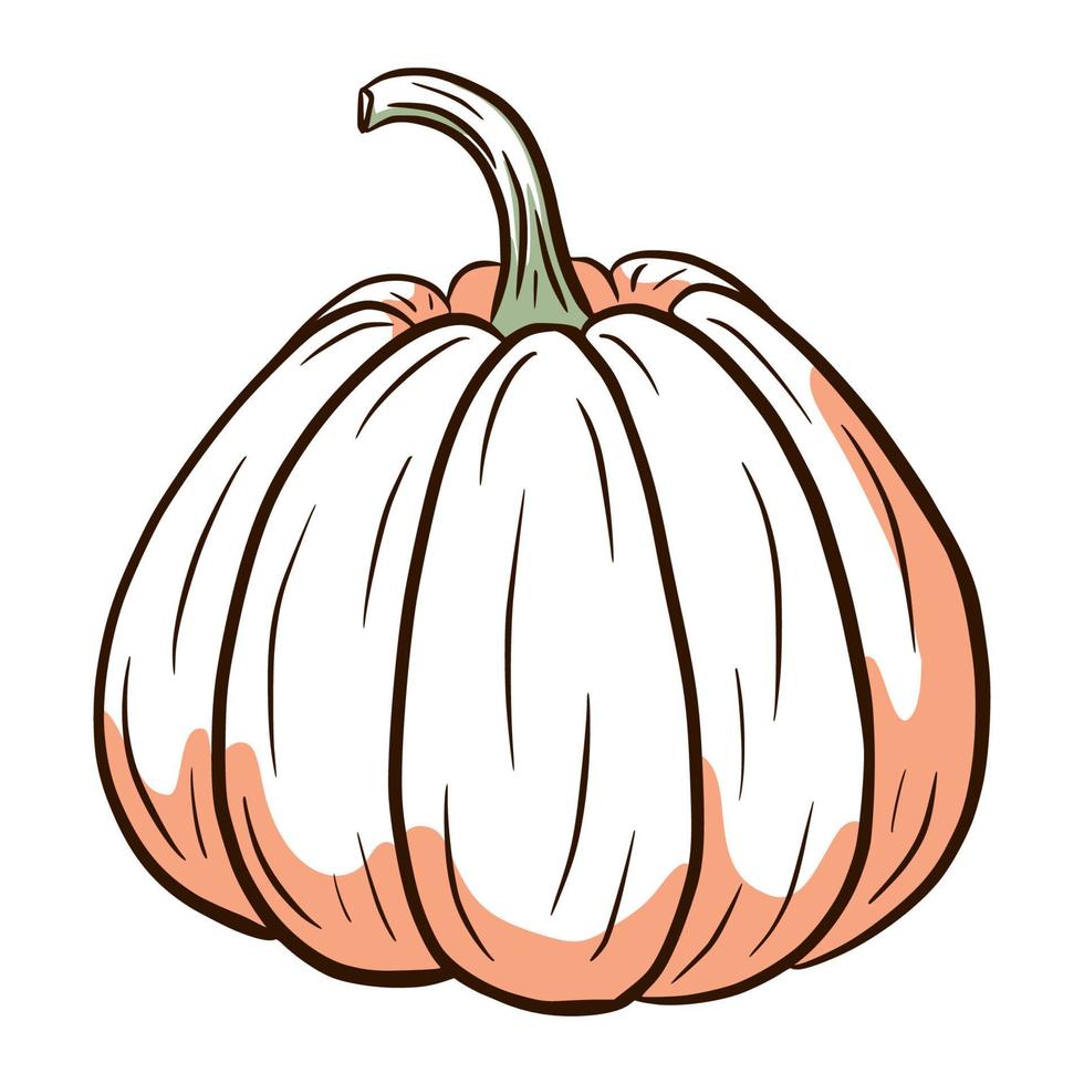 Juicy Pumpkin Image. Autumn Food Illustration. Ripe squash sketch. Element for autumn decorative design, halloween invitation, harvest, sticker, print, logo, menu, recipe vector