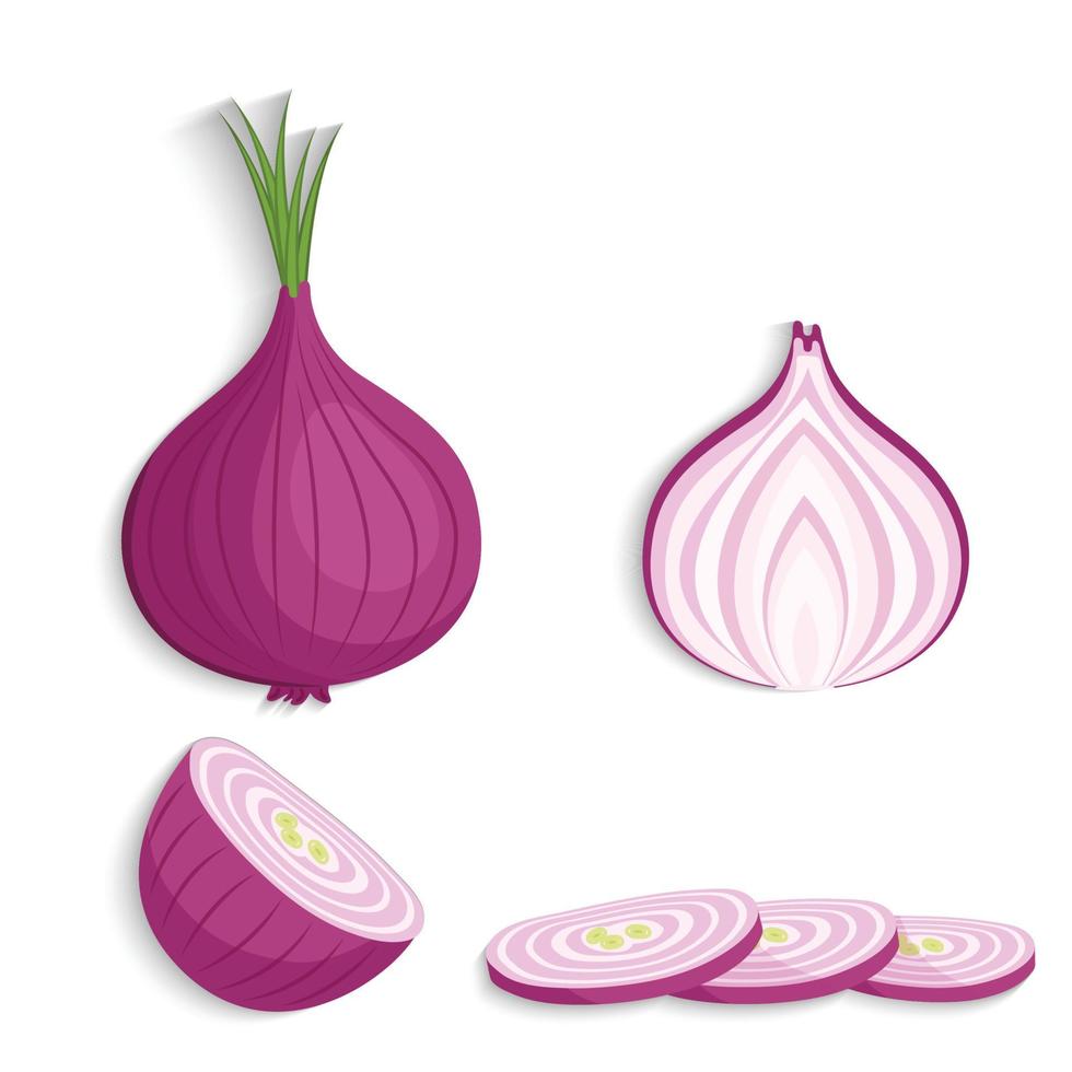 red onion set whole and cut vector