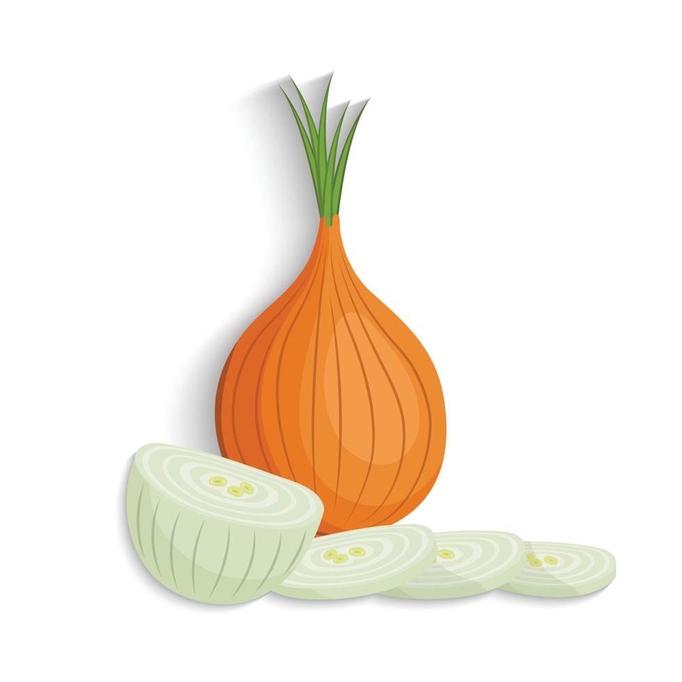 onion whole and cut vector