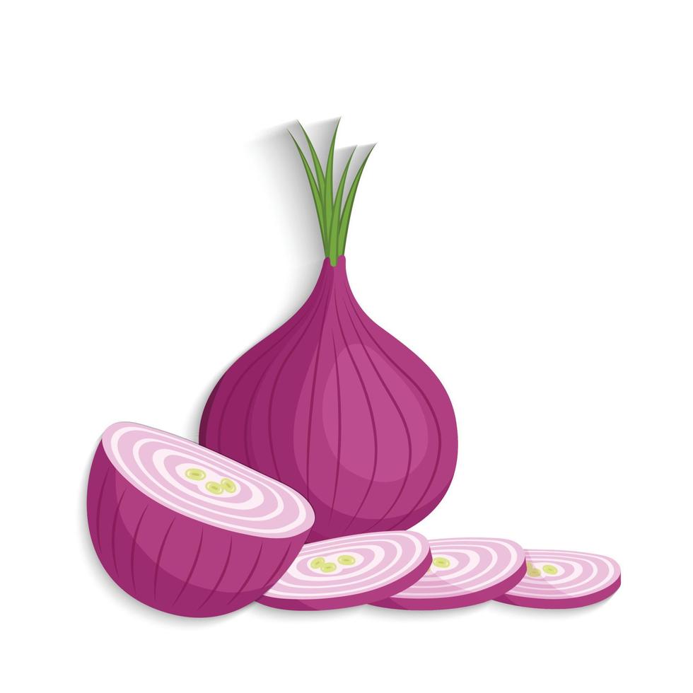 onion whole and cut vector