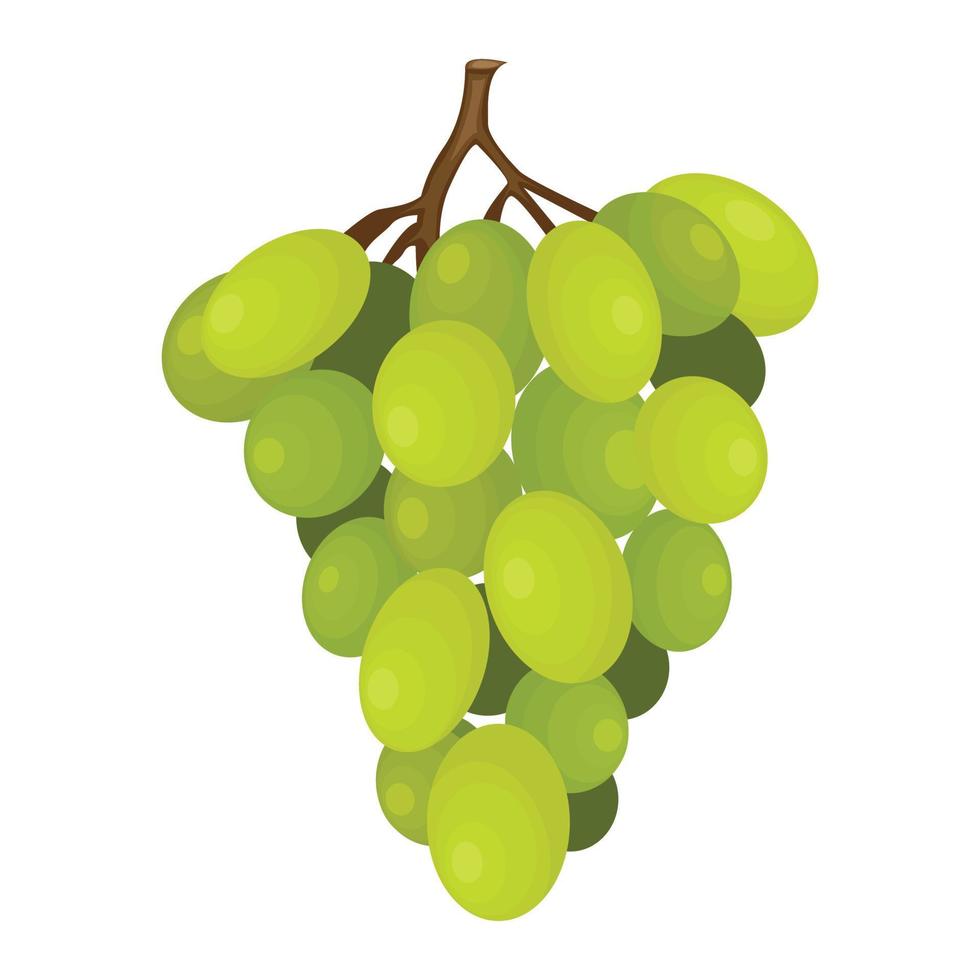 Bunch of grapes vector illustration