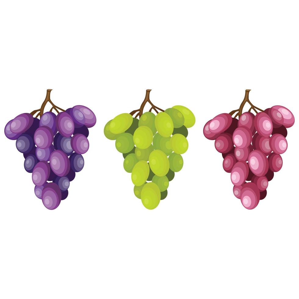 Bunch of grapes vector illustration