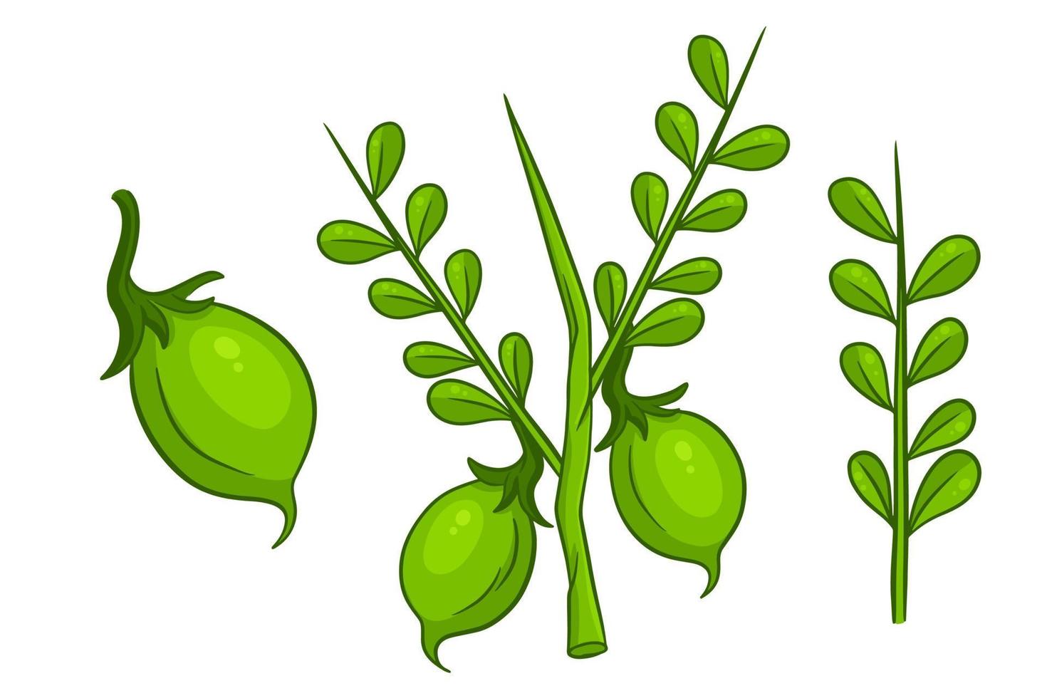 A set of chickpeas. Fresh chickpeas on a twig with leaves. vector