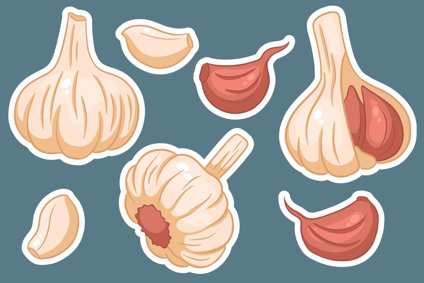 Garlic set. Head of garlic, cloves, peeled and husked. vector