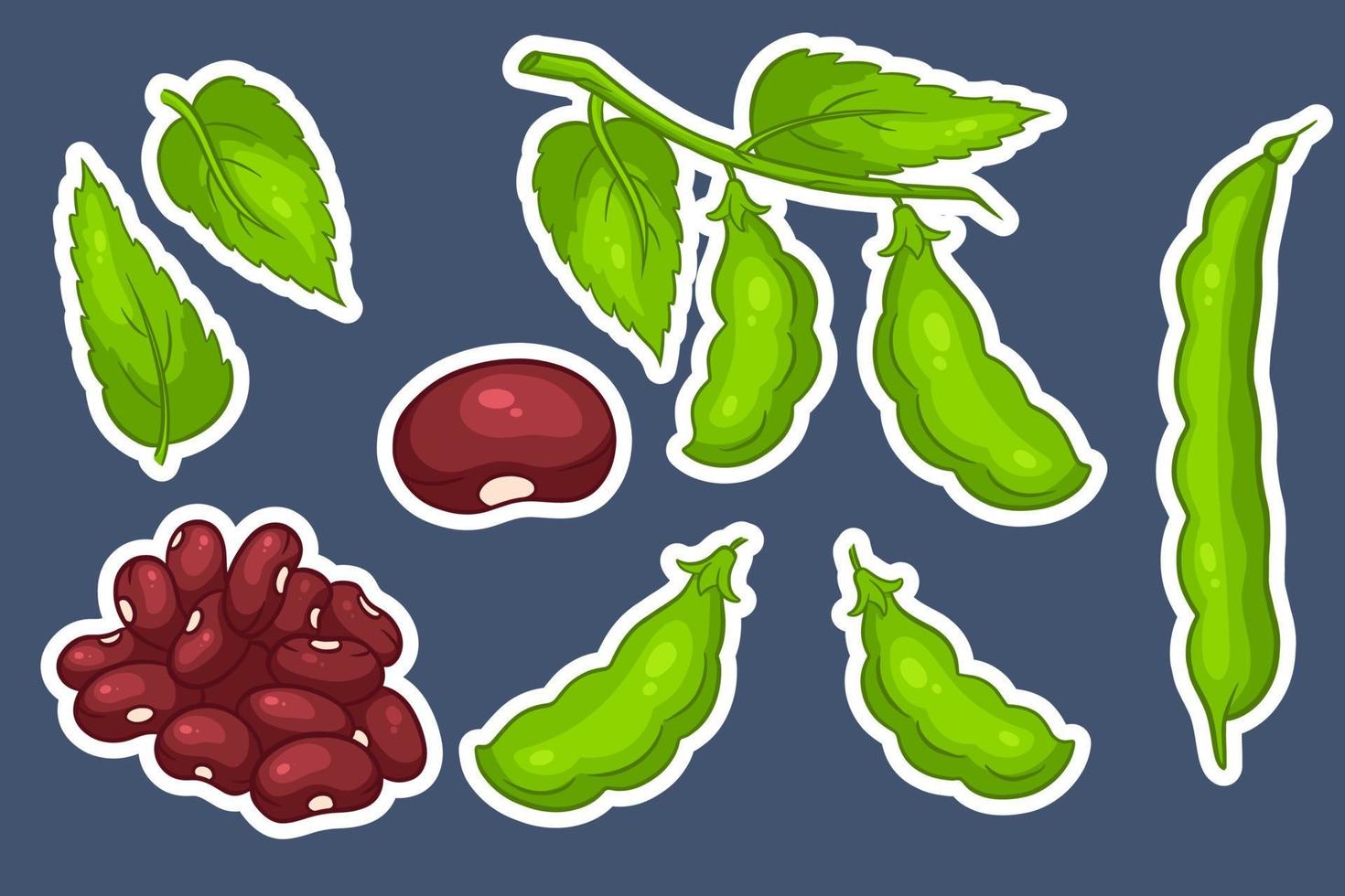 Beans set. Fresh green beans and red beans. vector