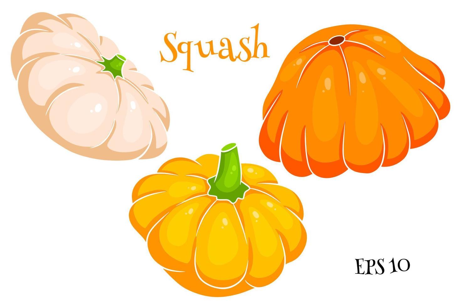 Squash set. Fresh squash yellow, orange and beige. vector