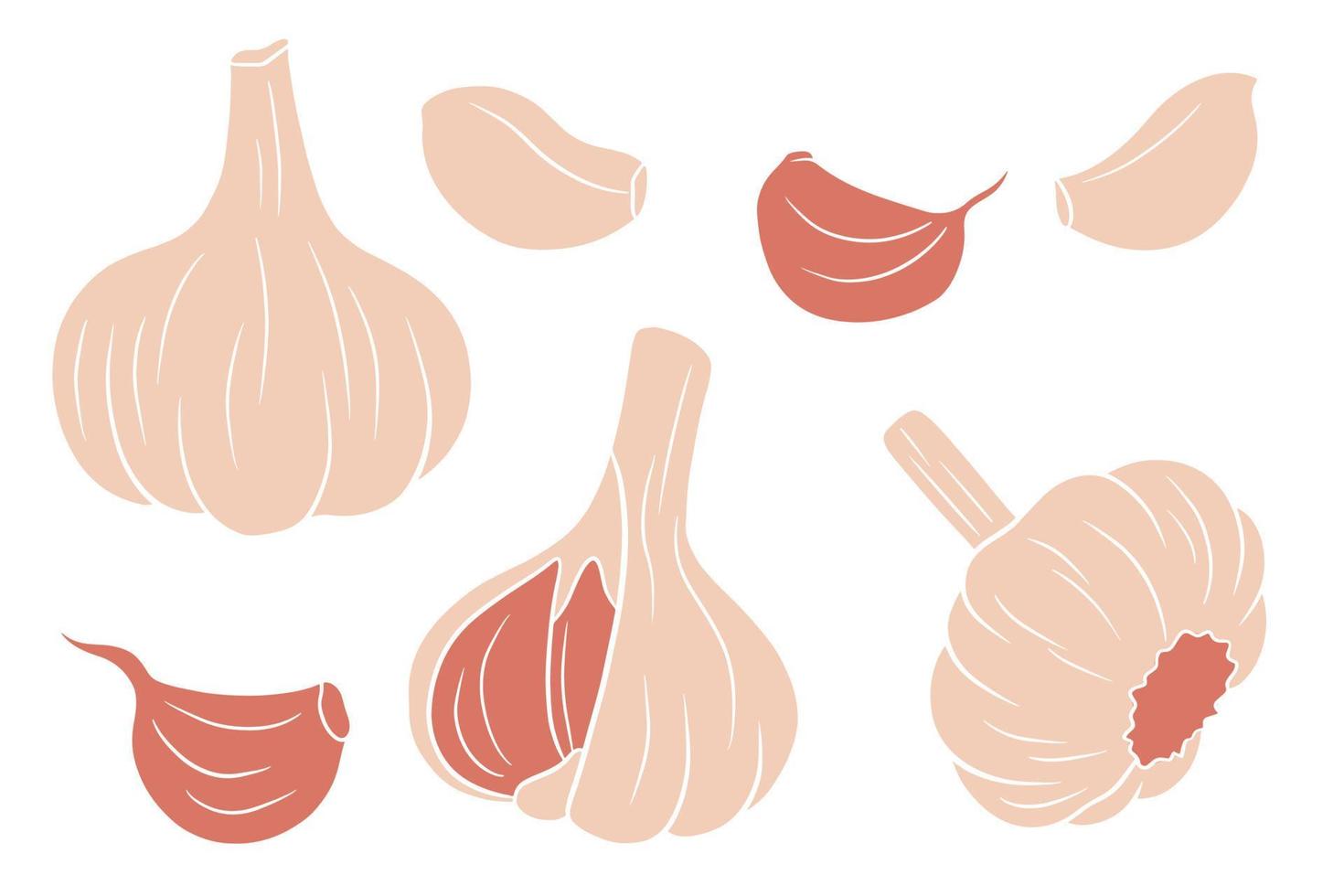 Garlic set. Head of garlic, cloves, peeled and husked. vector