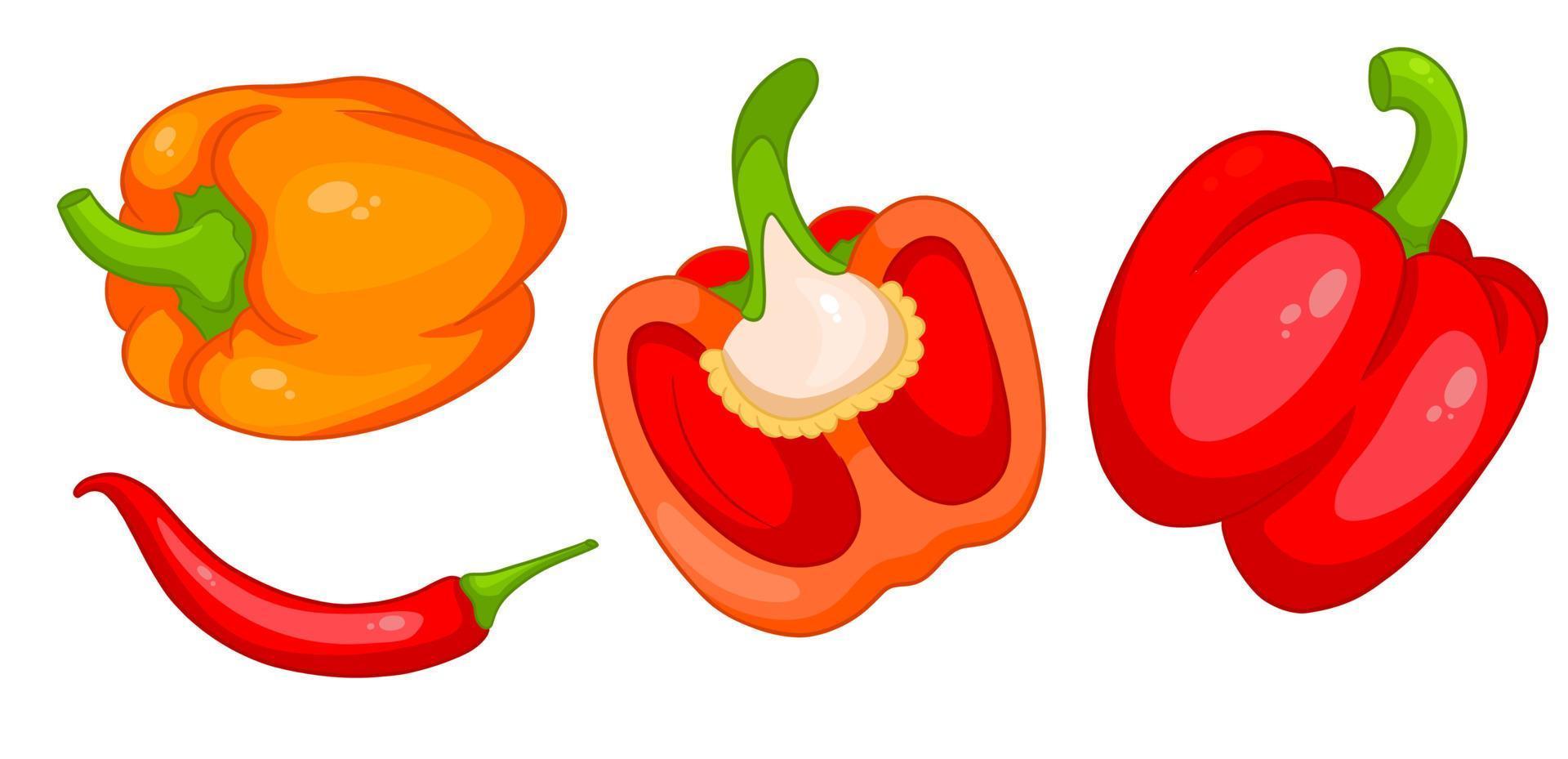 Pepper set. Fresh bell peppers and hot peppers. vector