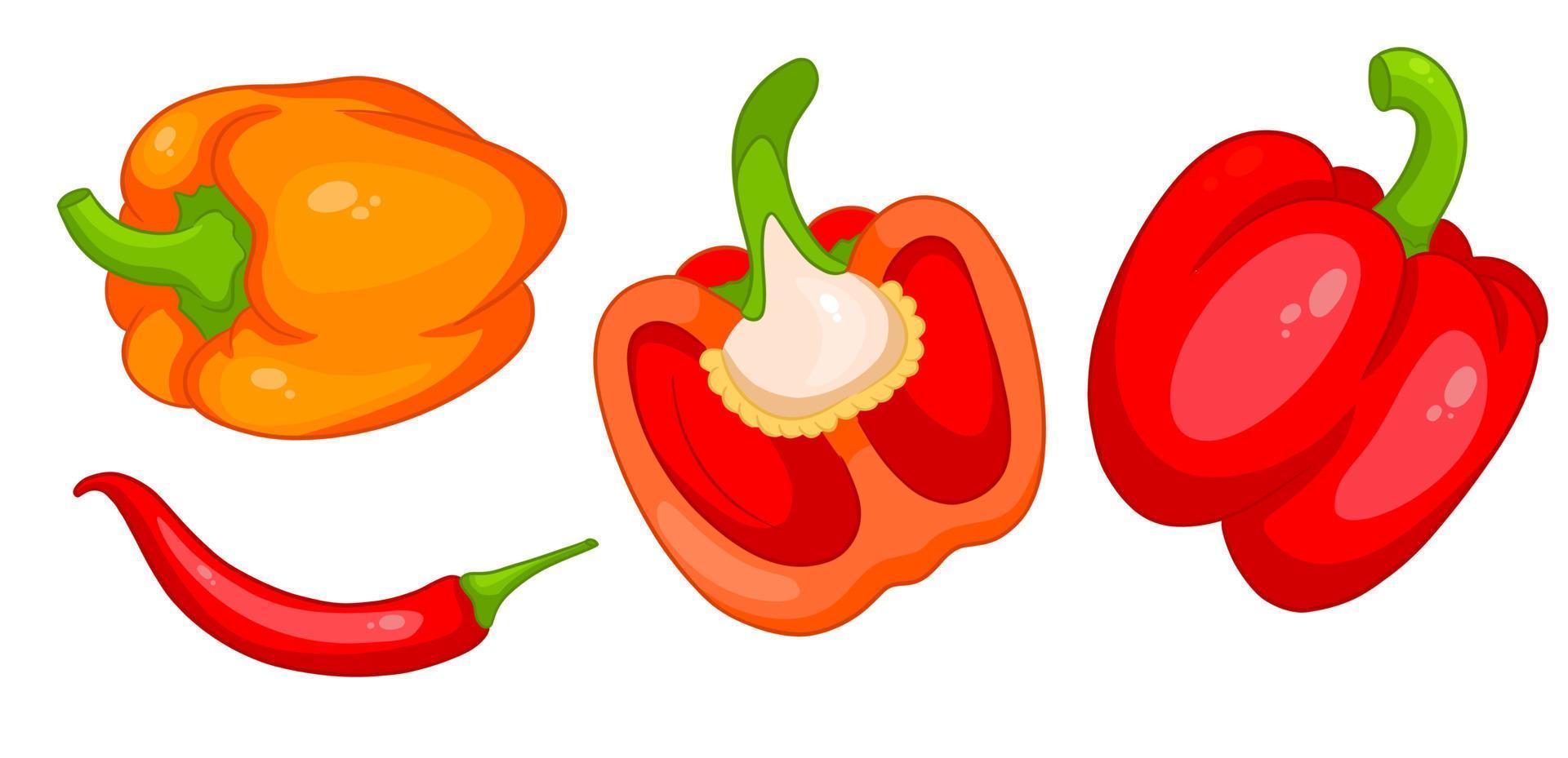 conjunto de pimienta. pimientos morrones frescos y pimientos picantes. vector