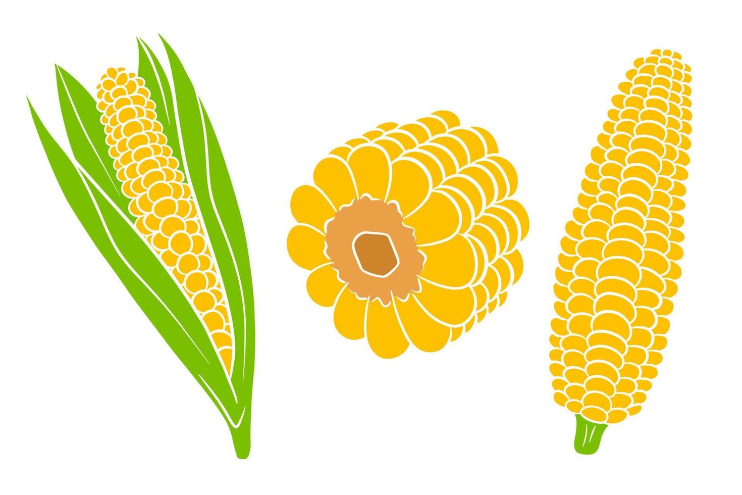 conjunto de maíz. mazorcas de maíz frescas con y sin hojas. vector