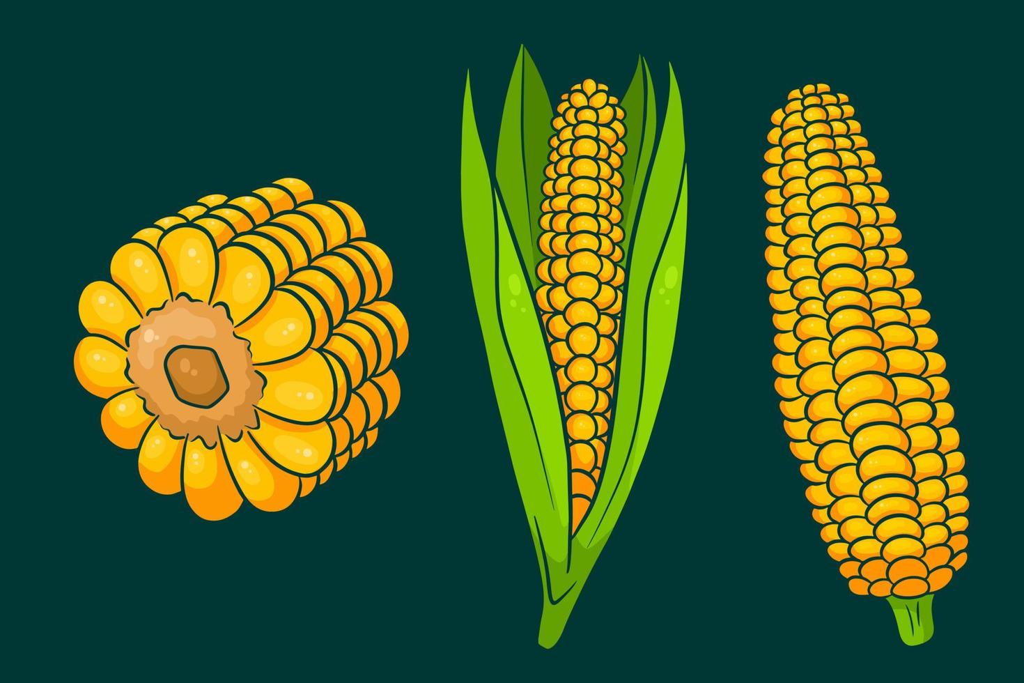 Corn set. Fresh corn cobs with and without leaves. vector