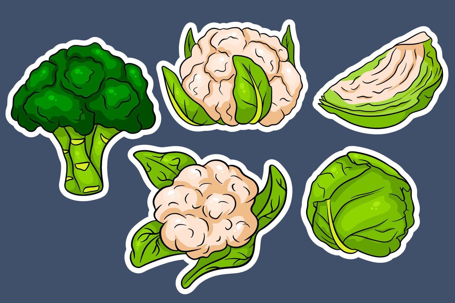 Cabbage set. Fresh cabbage, broccoli, cauliflower. vector