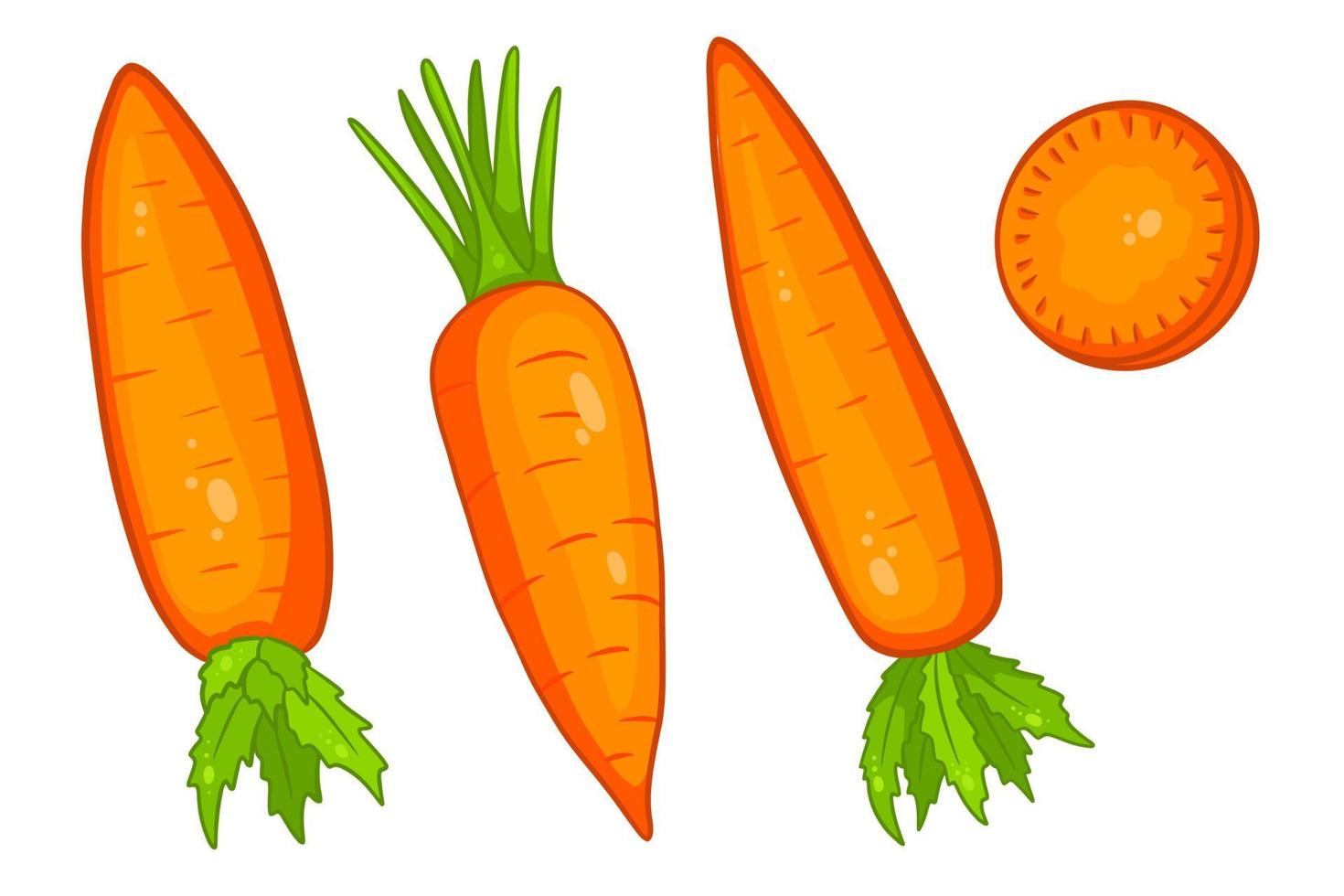 Carrot set. Fresh carrots and slices. In a cartoon style. vector