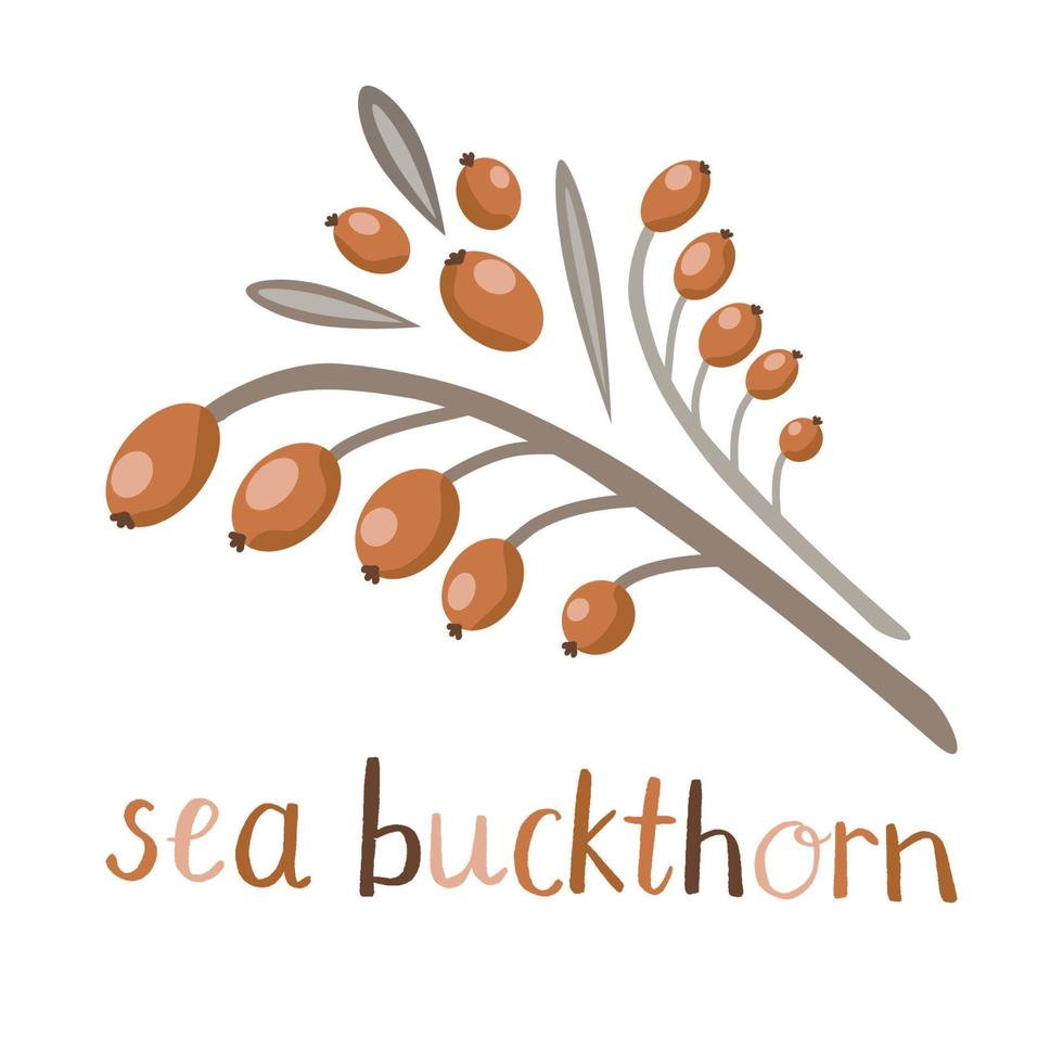 Juicy orange sea buckthorn berries on a branch vector