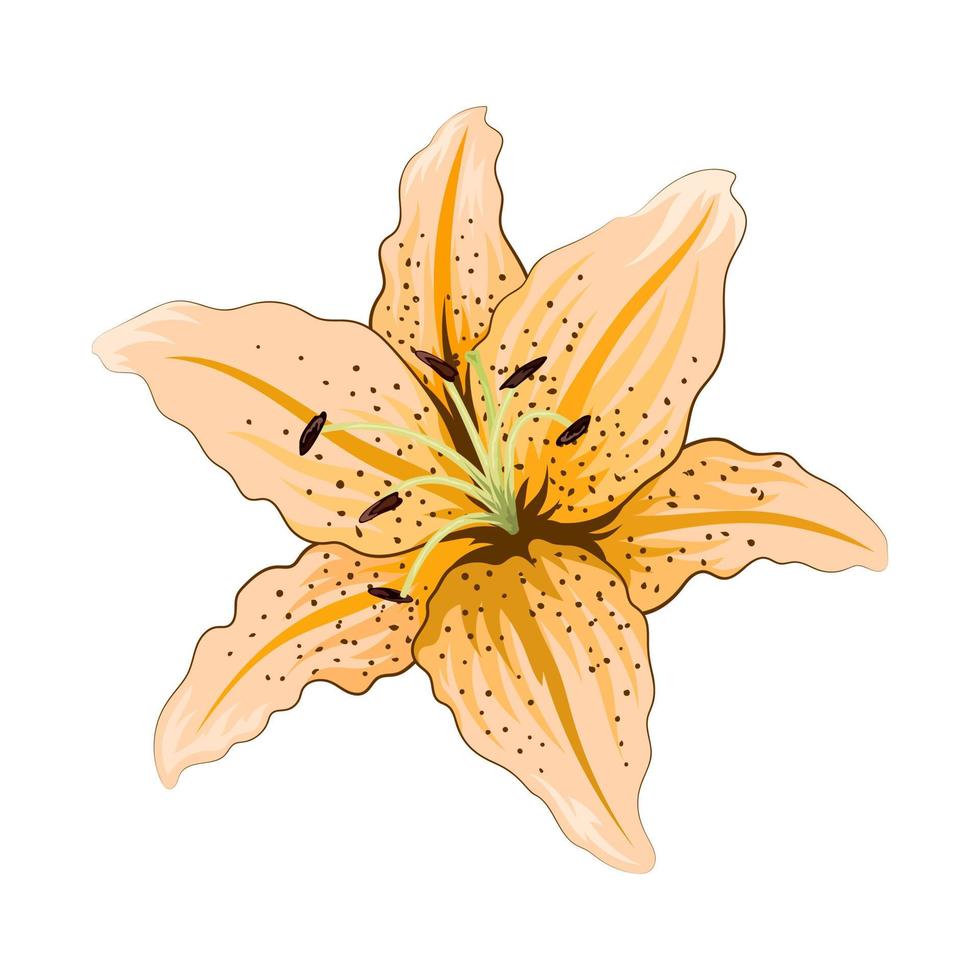 Beautiful lily flower isolated on white background vector