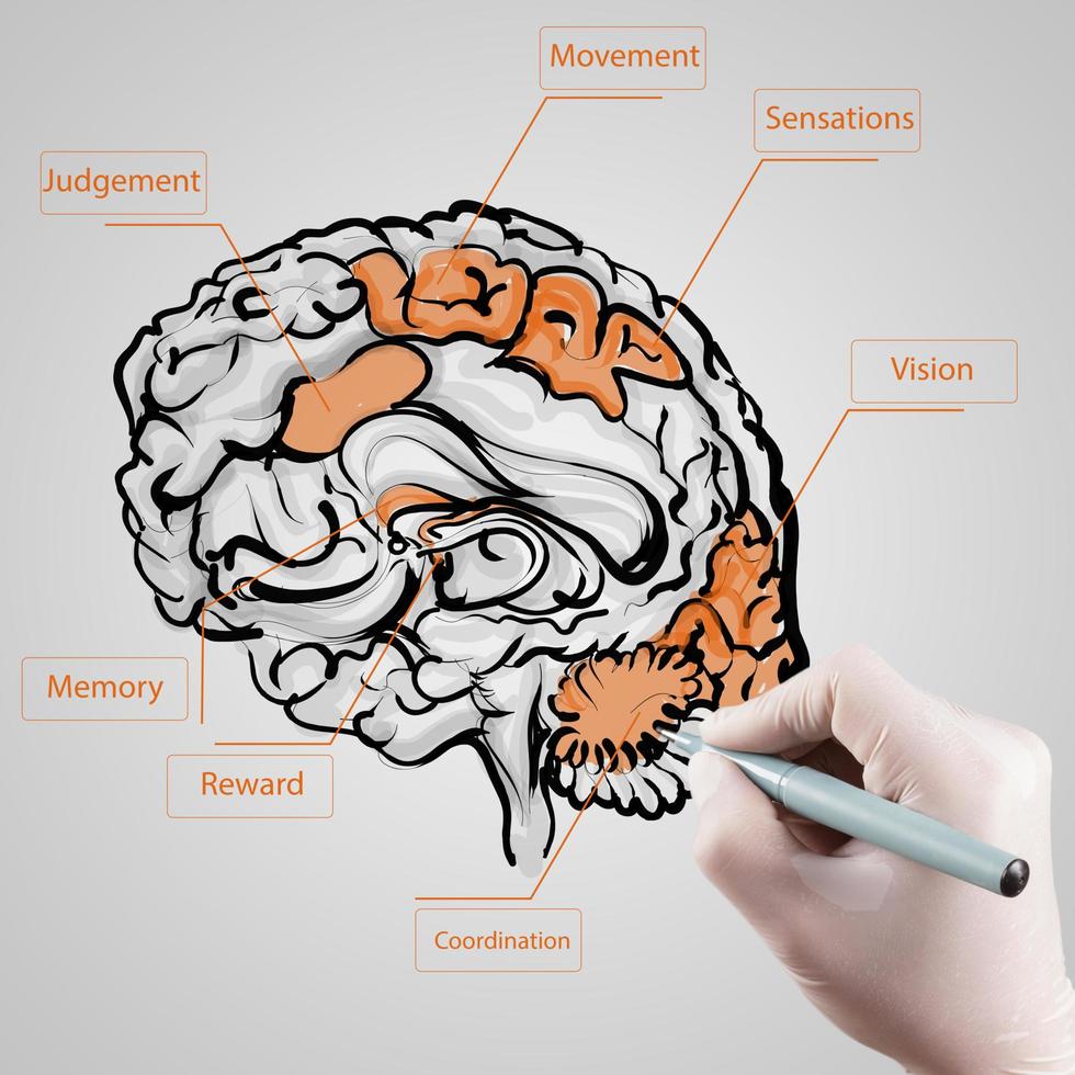 mano con guante dibuja el cerebro como concepto médico foto