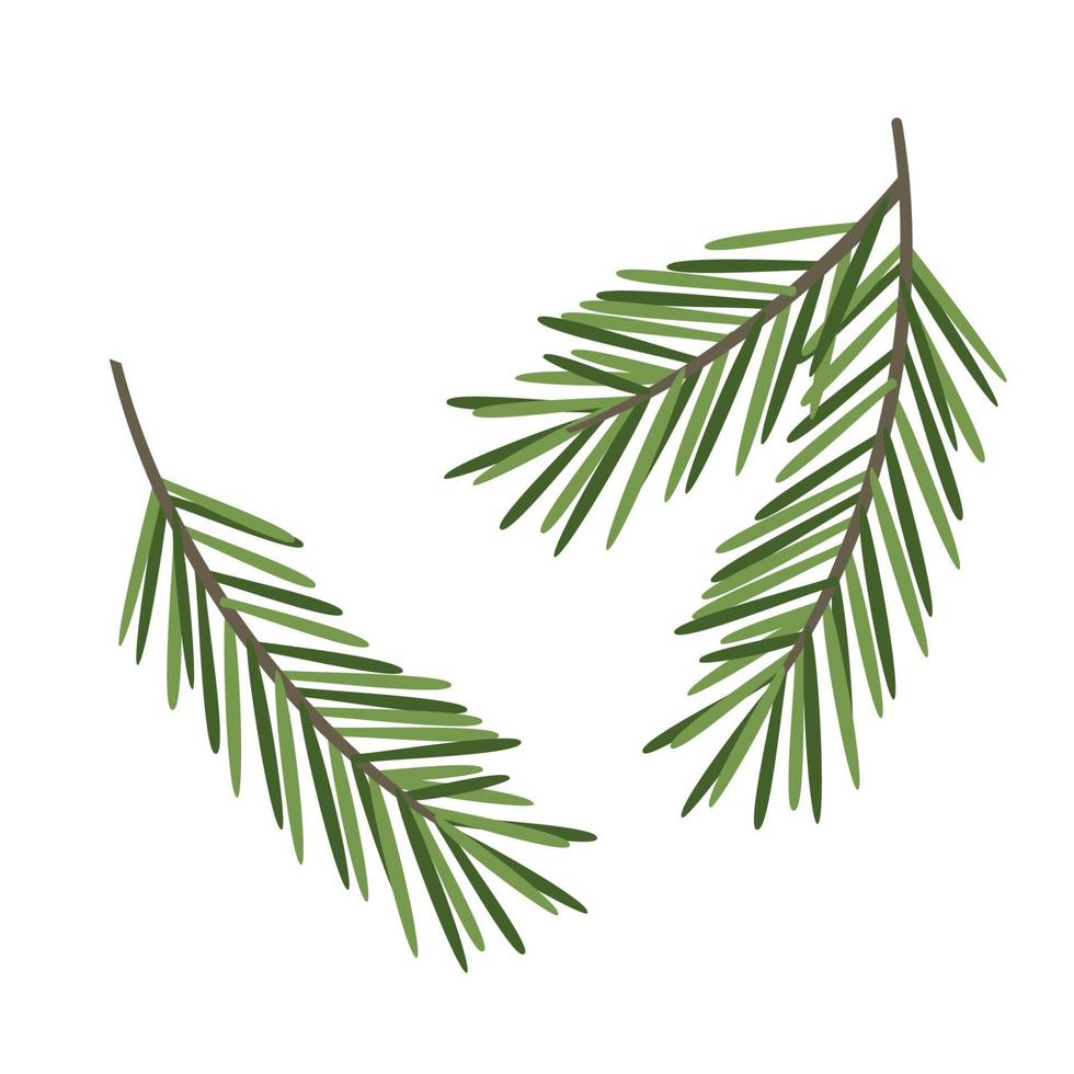 Spruce branch. Vector element isolated on white background.