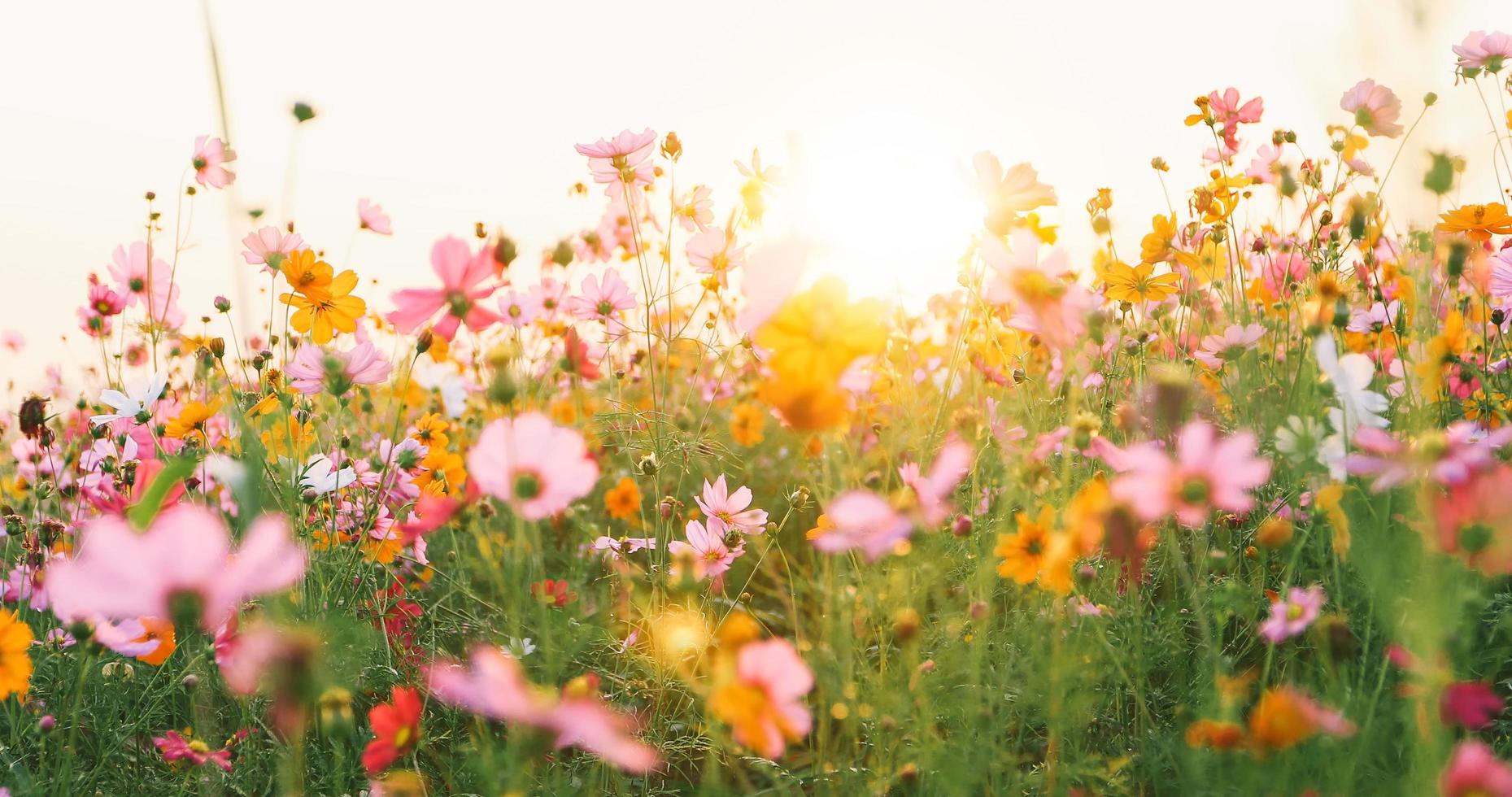 beautiful cosmos flower field photo