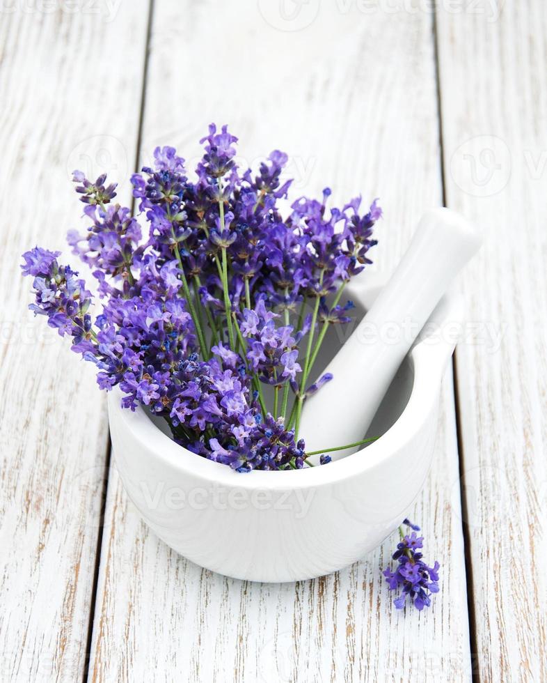 fresh lavender flowers photo