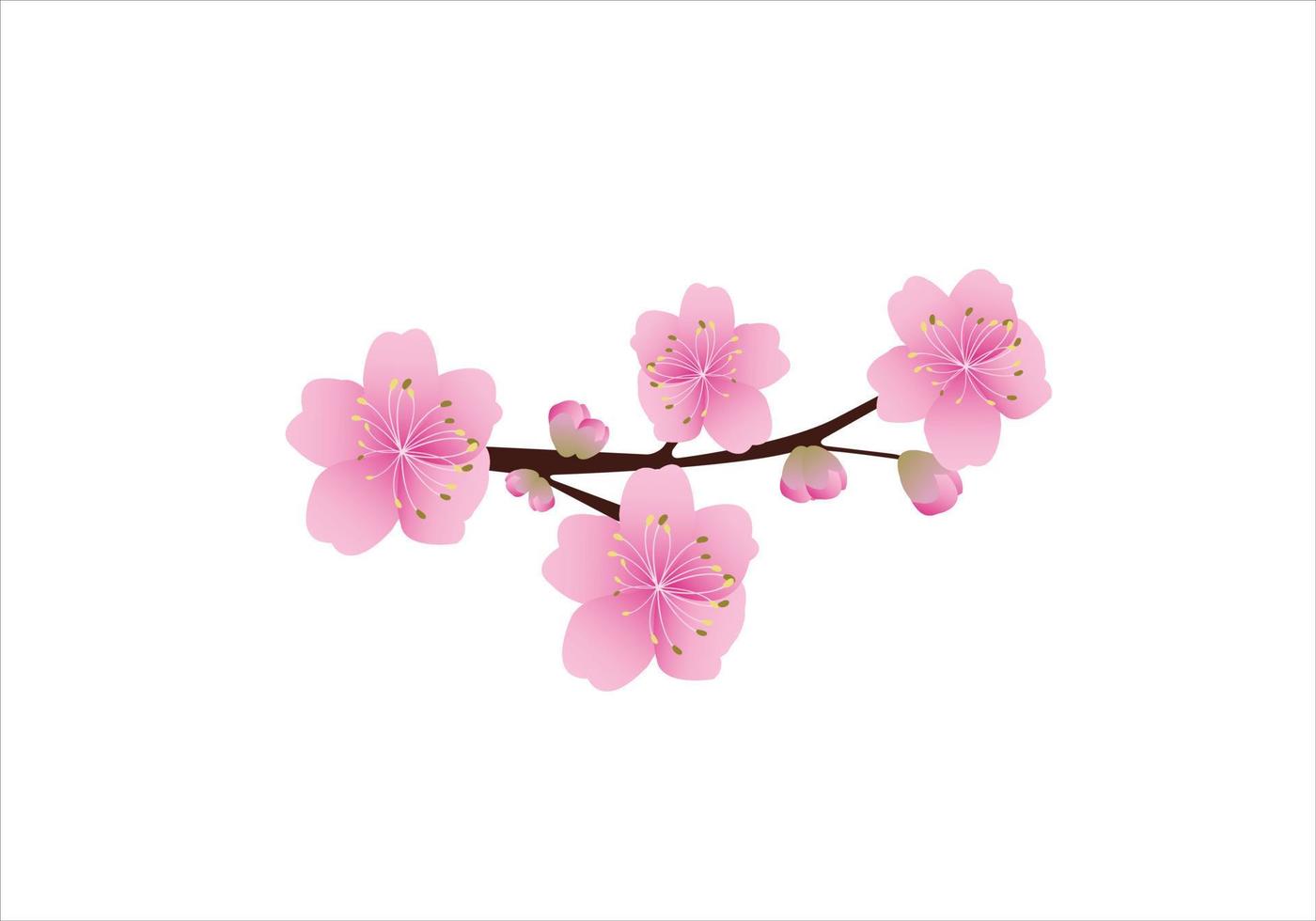 Sakura flowers background . cherry blossom isolated white background vector