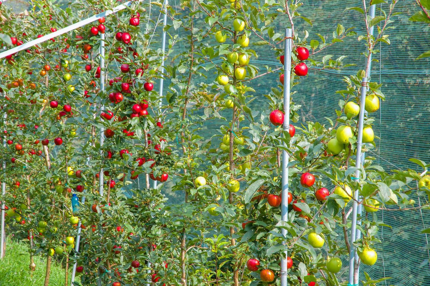 Apple plants in organic cultivation photo