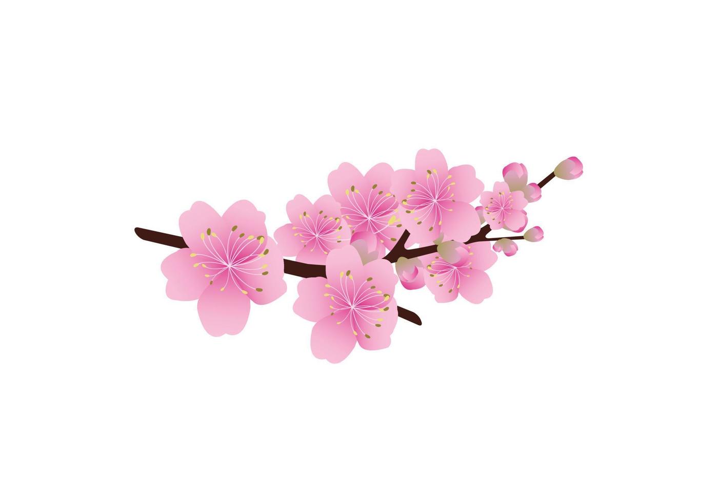 Sakura flowers background . cherry blossom isolated white background vector