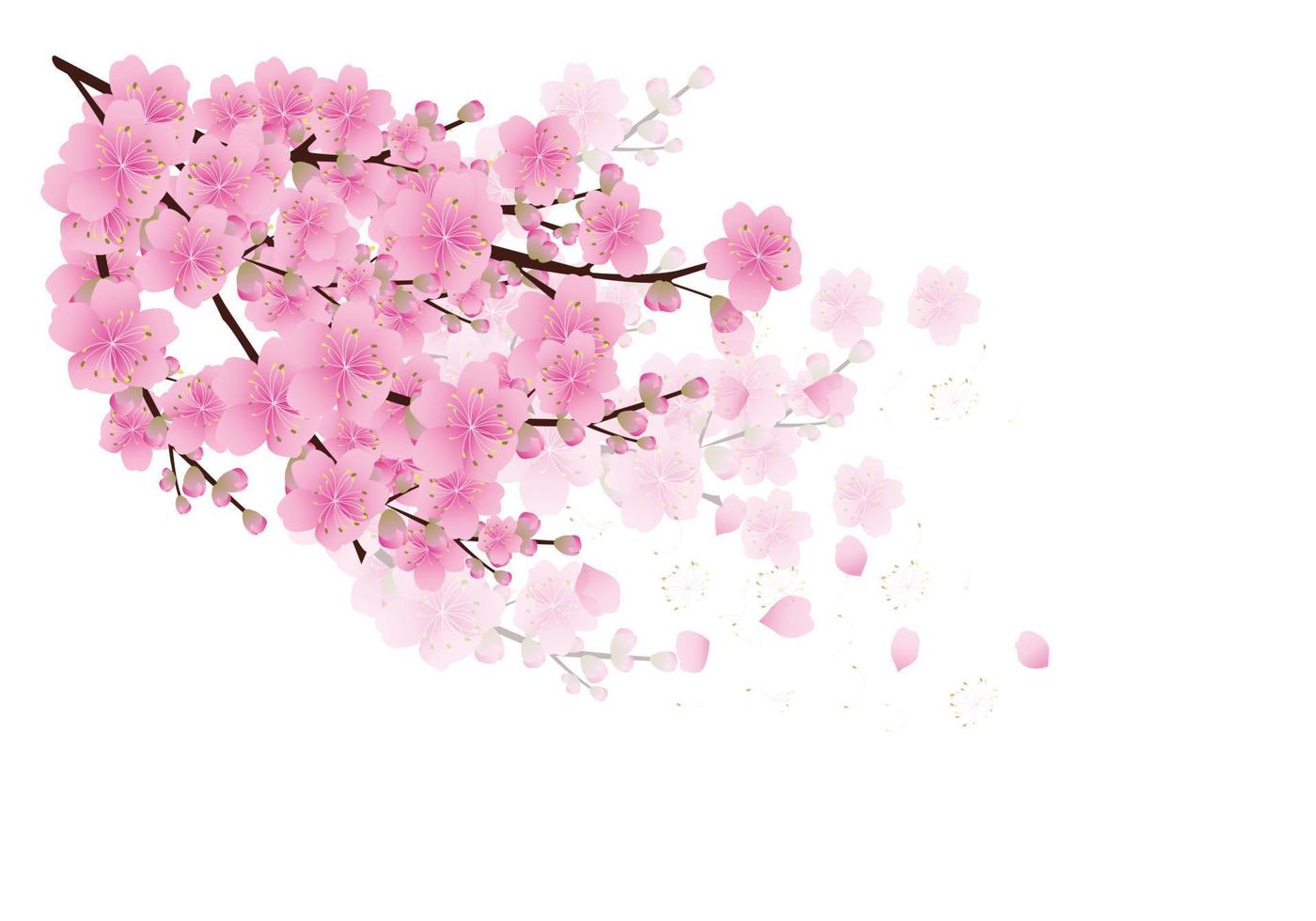 fondo de flores de sakura. flor de cerezo aislado fondo blanco vector