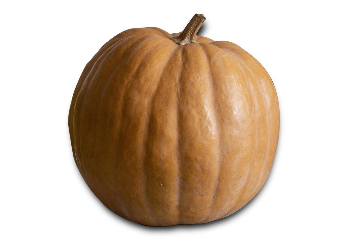 range pumpkin on a white background photo