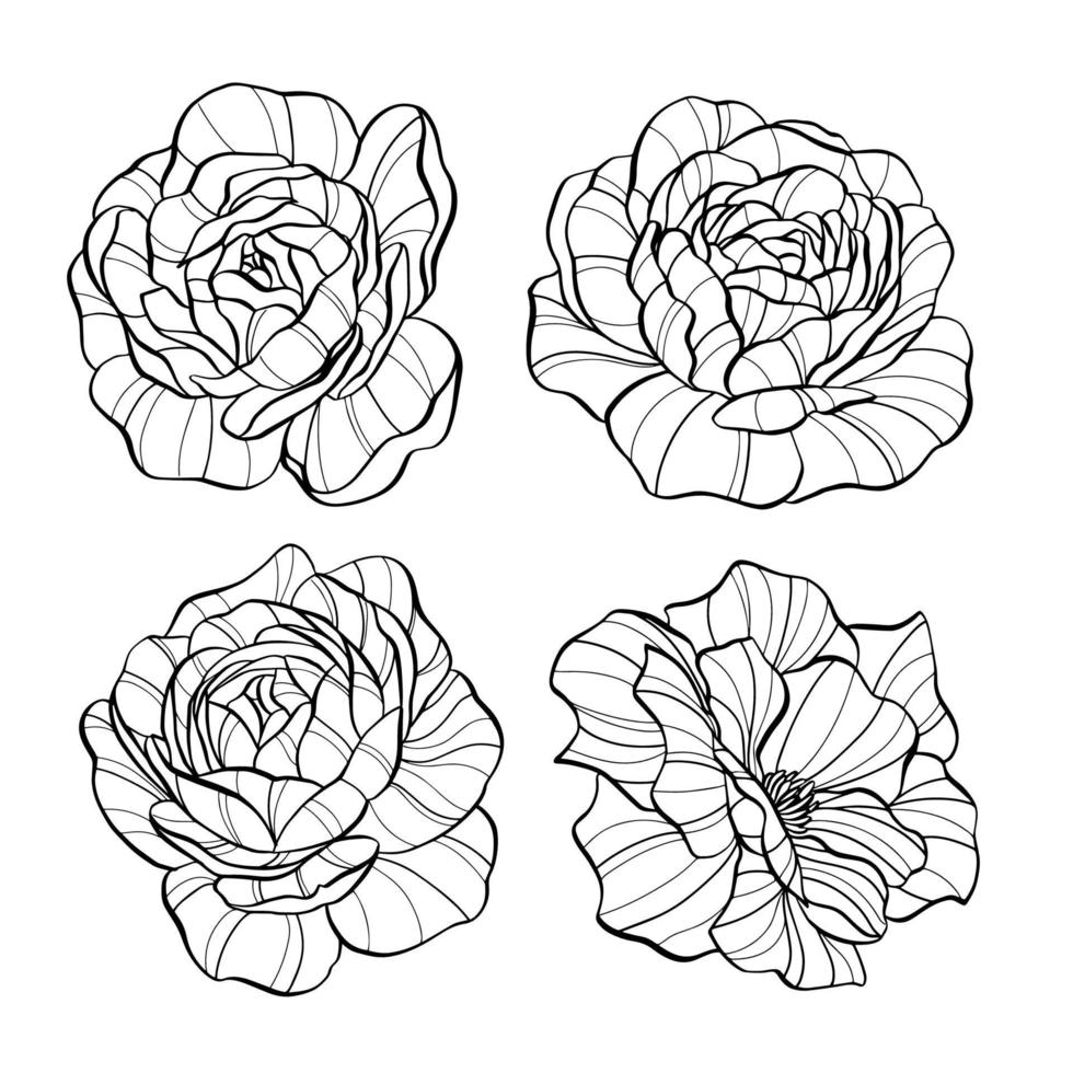Hand drawn rose flower set vector illustation