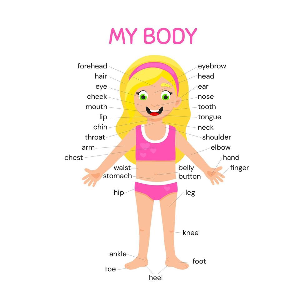 My body poster. Cute kid girl shows his body parts medical anatomy chart. vector