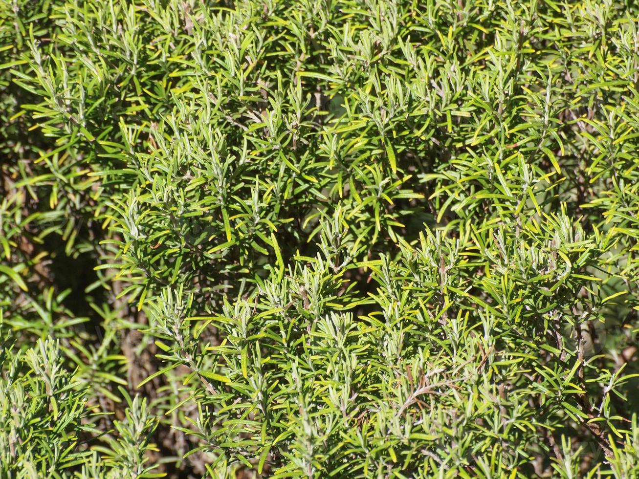 rosemary Rosmarinus plant photo