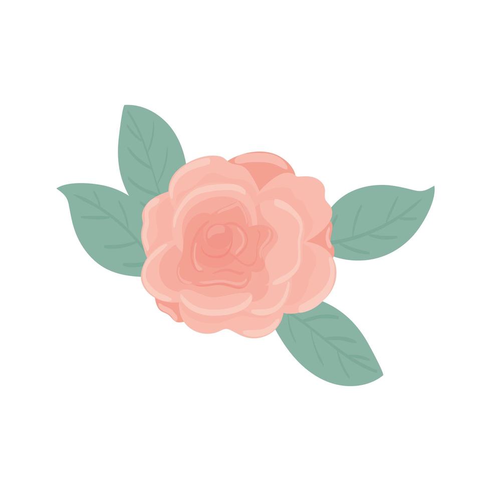 flower rose nature vector