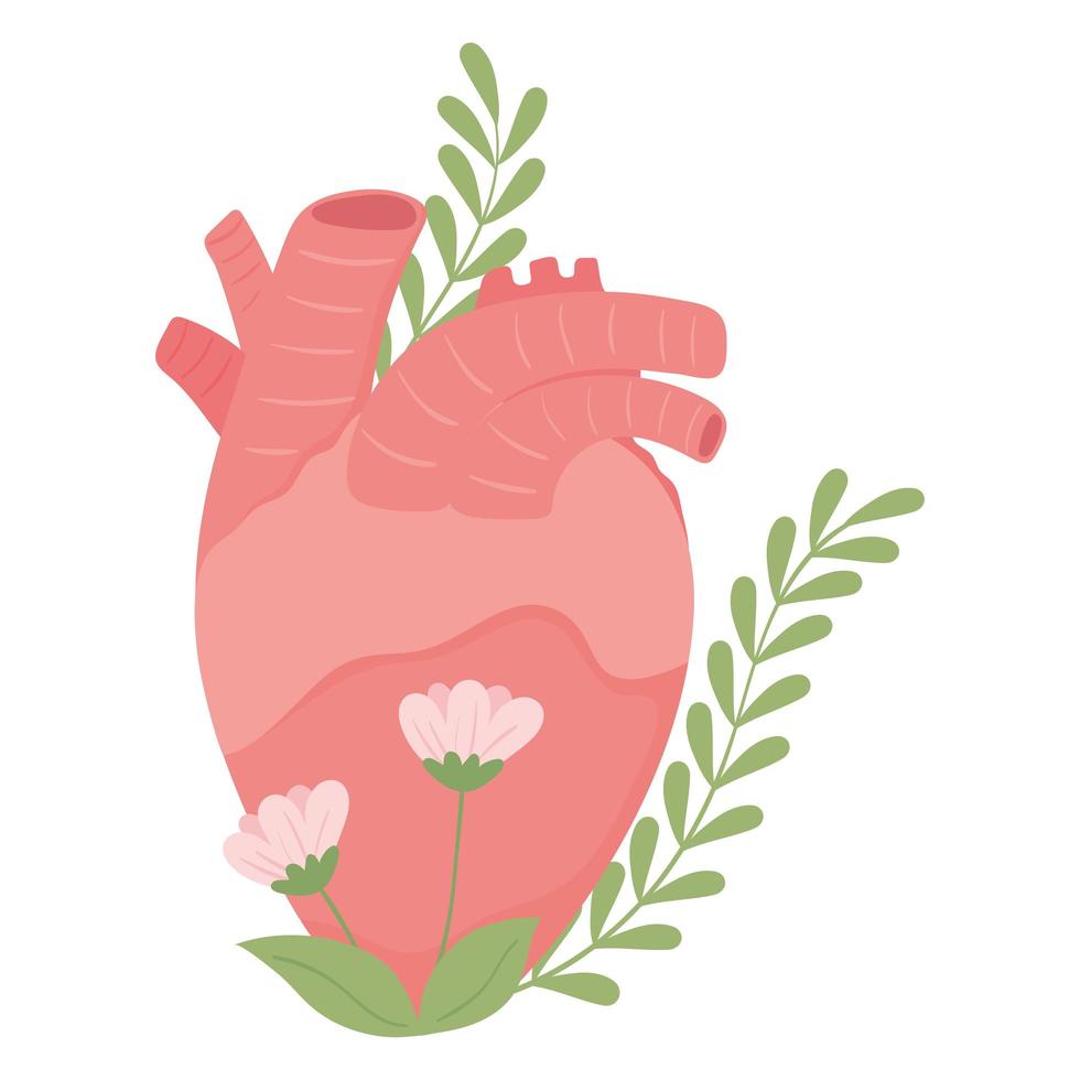 parte del cuerpo humano corazón vector