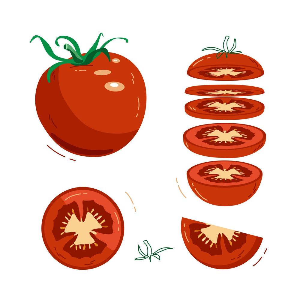 Red tomato whole and cut into pieces vector