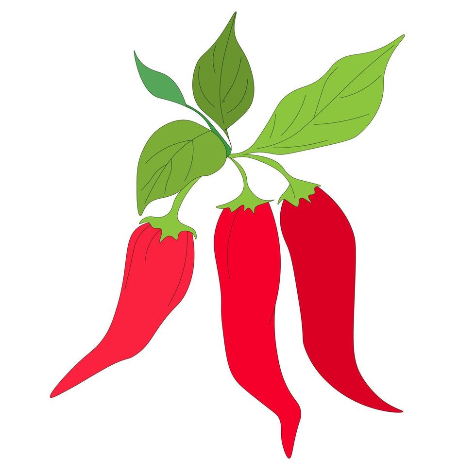 branch of hot red chili pepper in pods. Ripe fruit of vegetable, jalapeno pepper. Vector, spices and seasonings vector