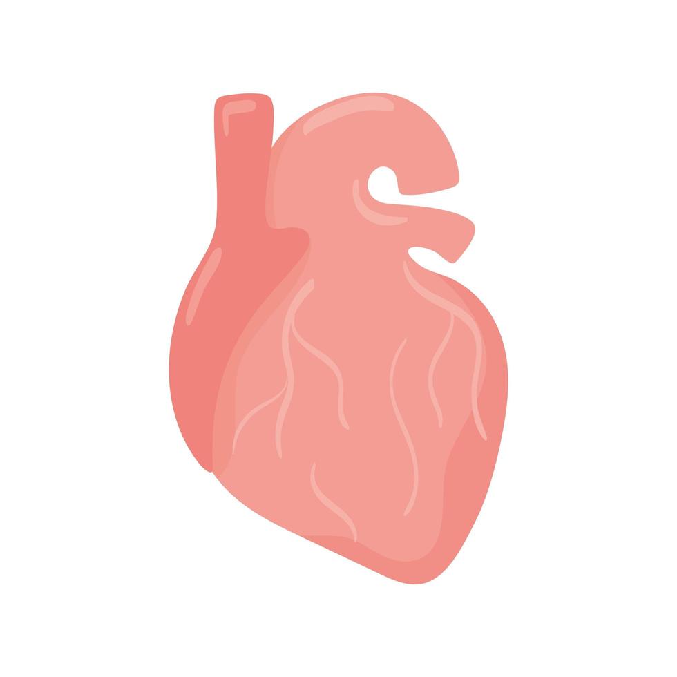 órgano del corazón humano vector