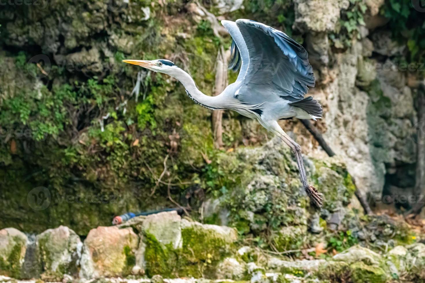 the gray heron in terni photo