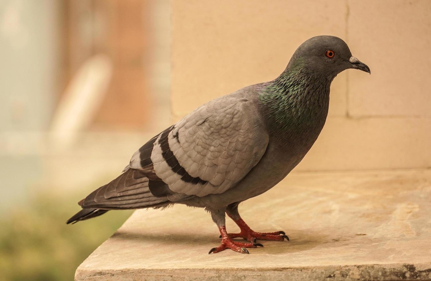 white pigeon images photo
