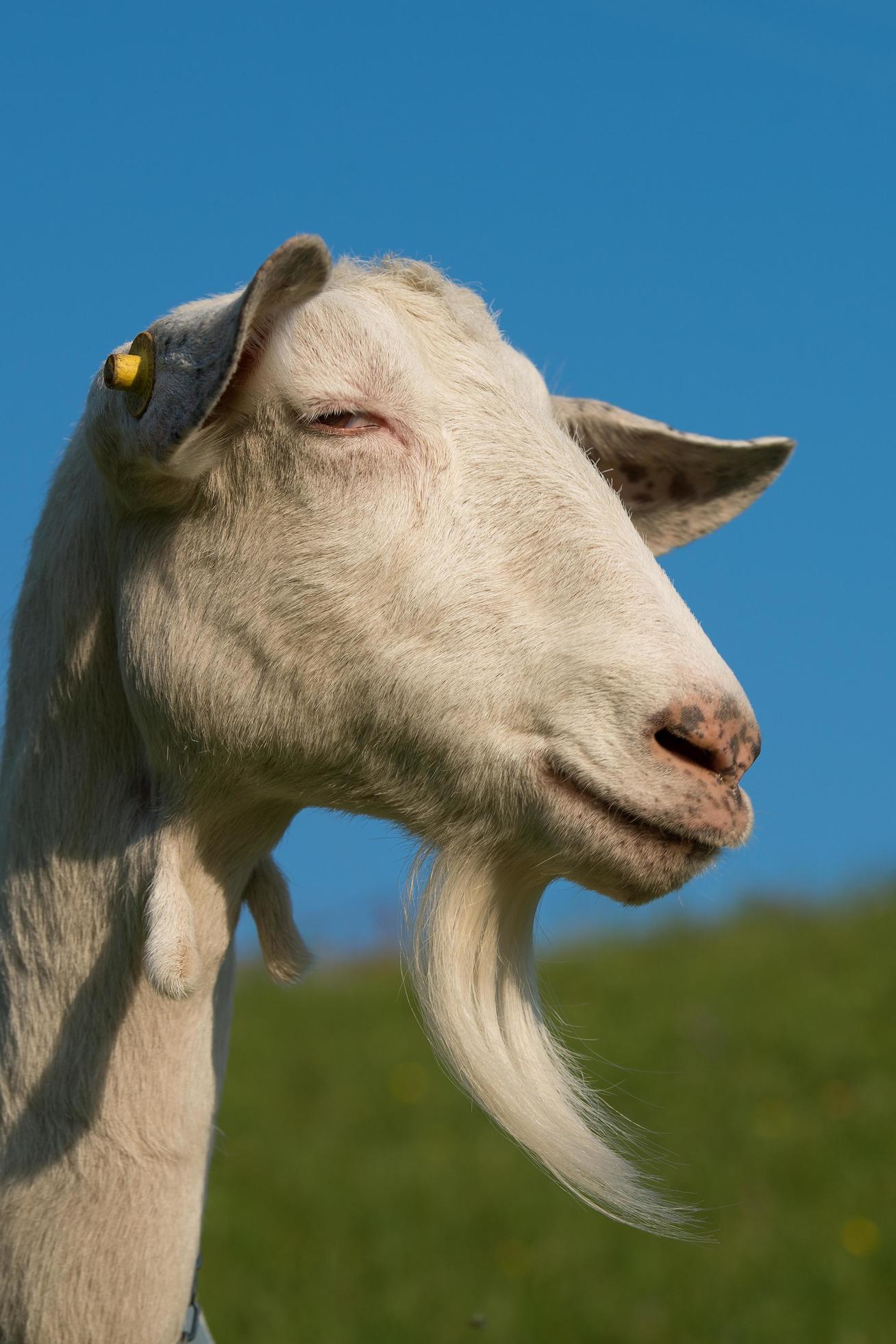 Goat with beard 5254383 Stock Photo at Vecteezy