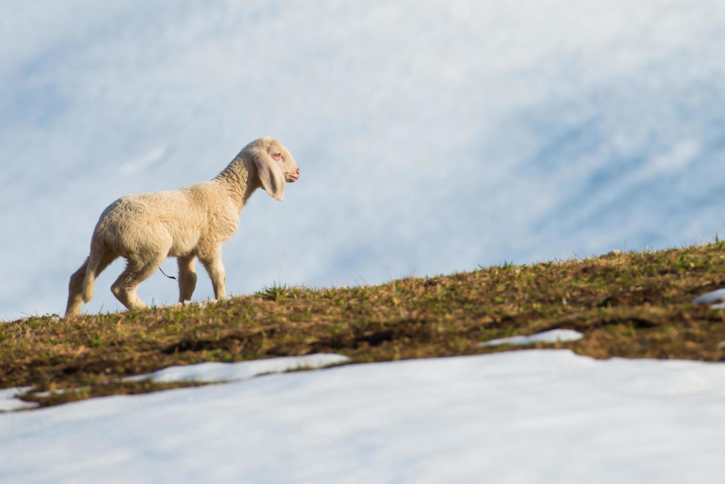 Sheep between lawn and snow photo